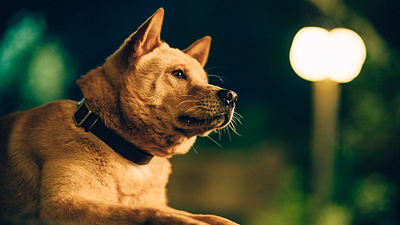 Ha sido adaptada 4 veces y siempre es un éxito: la película te volverá a hacer llorar noticias imagen