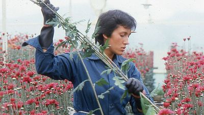 'Amor, mujeres y flores': Una joya del cine colombiano dirigida por una mujer hizo historia en Cannes y vuelve a los cines noticias imagen